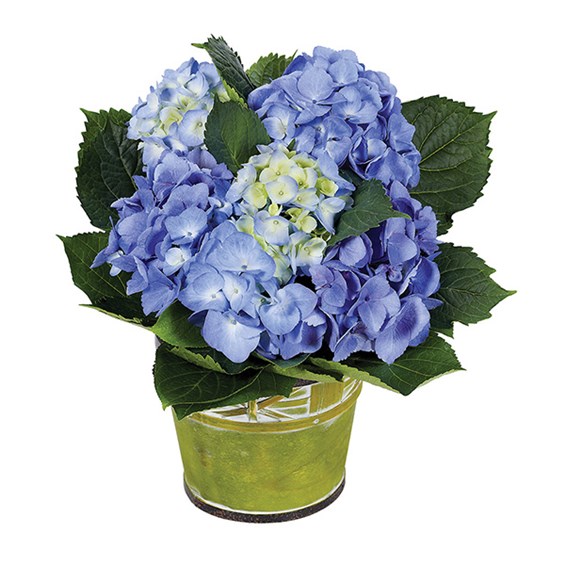 Blue Hydrangea plant (BF266-11KM)