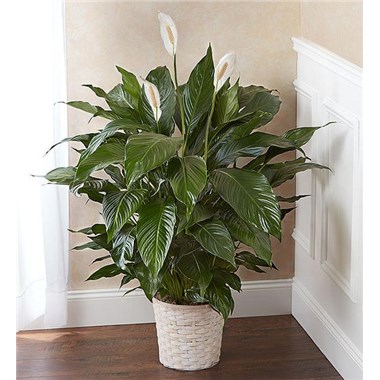 Peace Lily Plant For Sympathy