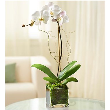 White Phalaenopsis Orchid