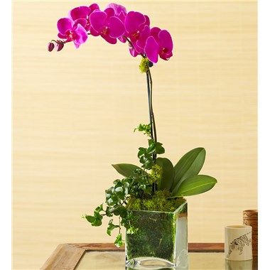 Purple Phalaenopsis Orchid For Sympathy