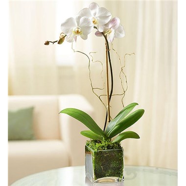 White Phalaenopsis Orchid For Sympathy