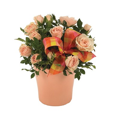 Pink mini rose plant for Mom (BF152-11KM)