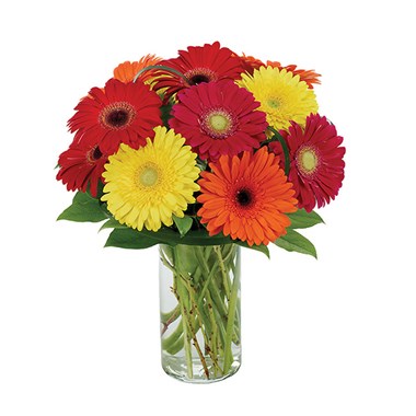 &quot;Gerberas Galore&quot; flowers (BF186-11KM)