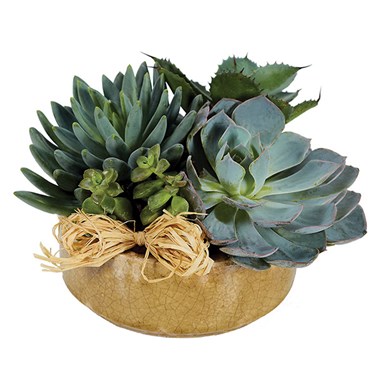 Succulent Garden-Small (BF265-11)