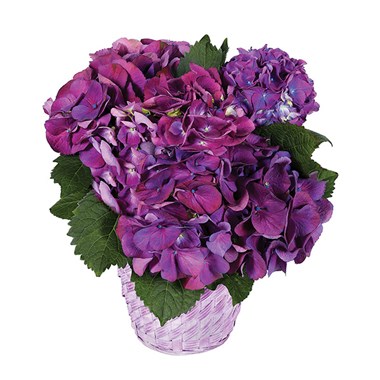 Purple Hydrangea Plant (BF267-11KM)