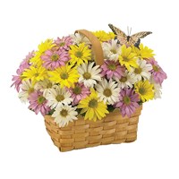 Daisy a Day Easter Basket (BF137-11KM)