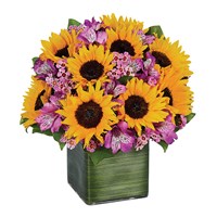 Sunflower Melody (BF256-11)