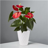 anthurium_157713lex