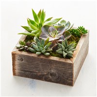 succulent_garden_157658osx