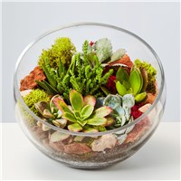 succulent_terrarium_157656osx