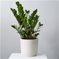 zz_zamioculcas_zamiifolia_157648lgpx